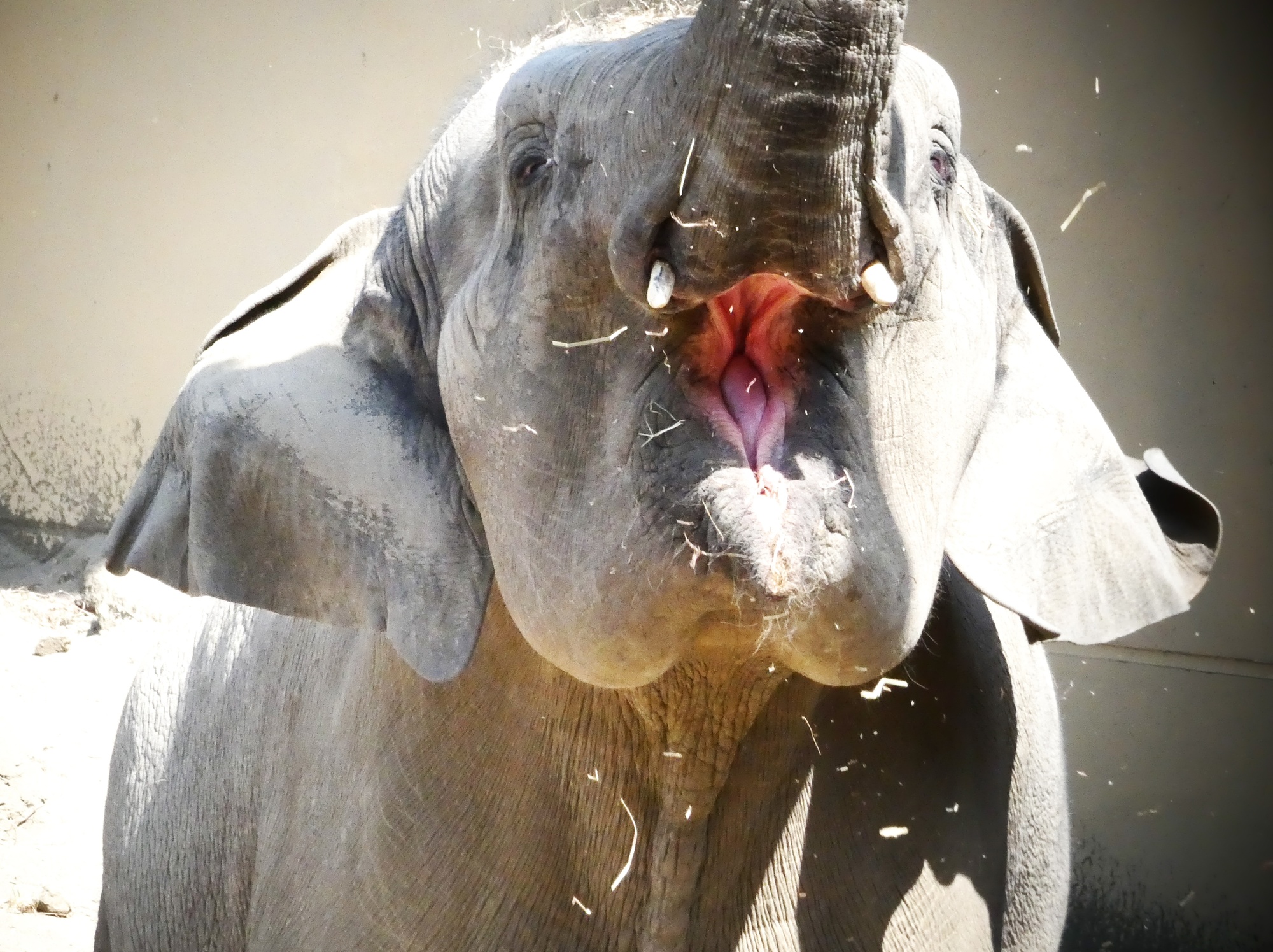 Four elephants arrive in Fukuoka from Myanmar 